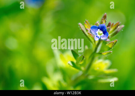 Mur de Speedwell (Veronica arvensis), close up d'un des petites fleurs bleues de l'usine. Banque D'Images