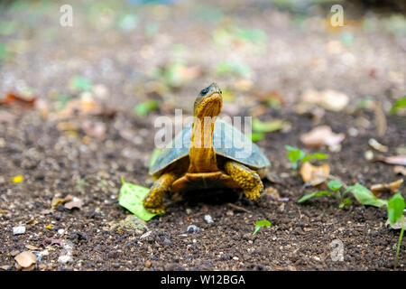 Tortue mignon à la recherche jusqu'à Cozumel au Mexique. Banque D'Images