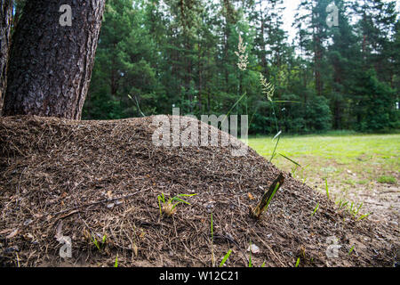Fourmilière et paysage de forêt. Grande forêt fourmilière désert scène. Banque D'Images