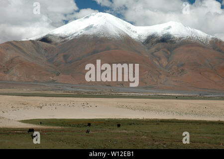Les Yaks paissent dans la vallée au milieu des sommets enneigés de la montagne brune Banque D'Images