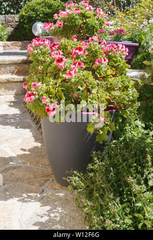 Semoir avec fleurs rose dans un jardin au printemps Banque D'Images