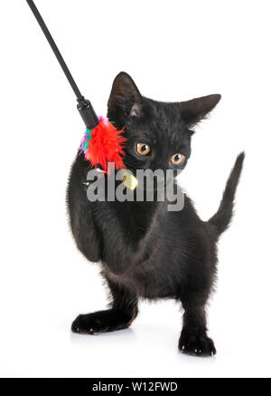 Chaton noir in front of white background Banque D'Images