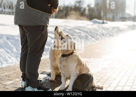 Deux beaux Labrador formation. Des chiens chiens à pied en hiver. Banque D'Images