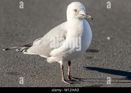 Black-billed Gull (Larus bulleri Hutton ) a le statut d'être indésirables les plus menacées des espèces de goélands dans le monde. Banque D'Images