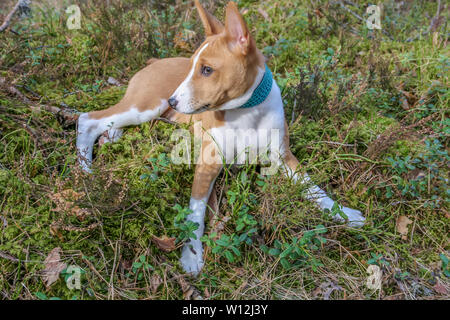 Un chien de race basenji avec les cheveux courts de couleur blanche et rouge, se tenant debout à l'extérieur avec la forêt en arrière-plan sur l'été Banque D'Images