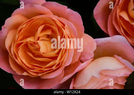 Close up de couleur abricot rose avec le nom : Lady Emma Hamilton Banque D'Images