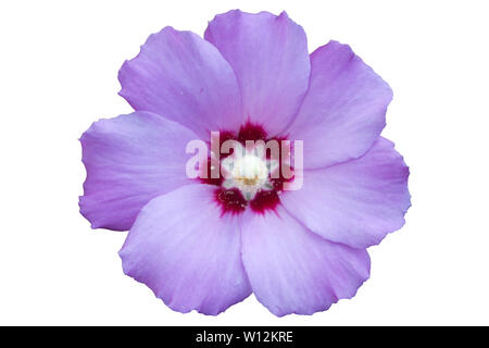 République ketmia avec violet pâle à centre rouge profond rose de Sharon 'Hamabo' Fleur isolé sur blanc. Banque D'Images