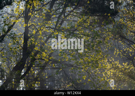 Lever du soleil et l'Érable argenté Acer saccharinum) arbre enveloppé de brouillard, début mai, E USA, par Dominique Braud/Dembinsky Assoc Photo Banque D'Images