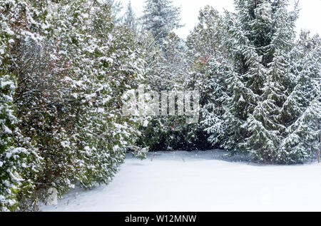 Evergreen thuja, l'épinette et l'ensemble de la cour maison couverte de neige blanc moelleux. Il neige sur journée d'hiver Banque D'Images