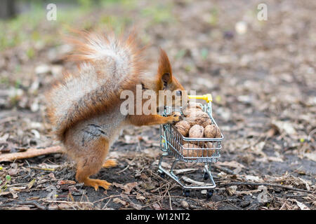 L'écureuil roux n'shopping avec le petit panier plein de noix Banque D'Images