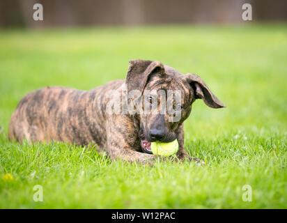 Un univers ludique bringé dog allongé dans l'herbe et à mâcher sur une balle de tennis Banque D'Images