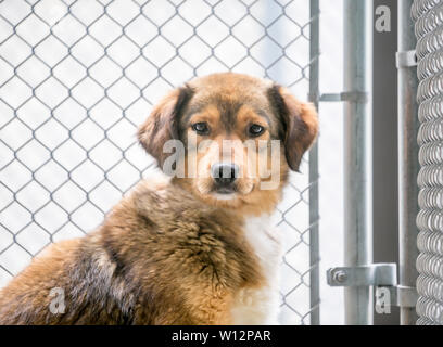 Un sans-abri mixed breed dog dans un refuge pour animaux Banque D'Images