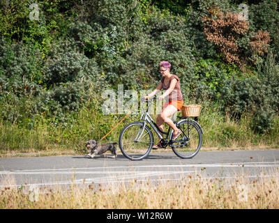 IJmuiden Santpoort Zuid, Pays-Bas - Aug 20, 2018 : Dutch woman riding a bicycle en marchant petit chien Banque D'Images