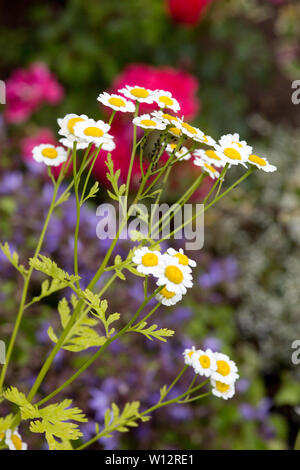 Mutterkraut (Tanacetum parthenium, Syn. Chrysanthemum parthenium ), weitere Trivialnamen Zierkamille Falsche sind und Kamille, Fieberkraut Banque D'Images