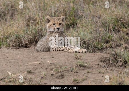 Cheetah cub resting, Serengeti Banque D'Images