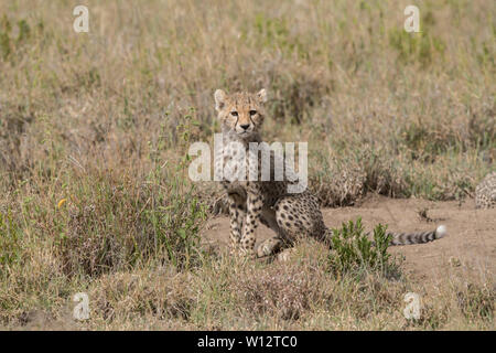 Cheetah cub assis, Serengeti Banque D'Images