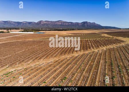 L'agronomie et l'agriculture en action autour des vignobles de Pokolbin Hunter Valley wine faire région en Australie. Aerial view plus de rangées de growi Banque D'Images