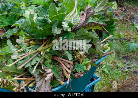 Le désherbage grandes plantes dans le jardin envahi par la Gunnera, comté de Kerry, Irlande Banque D'Images