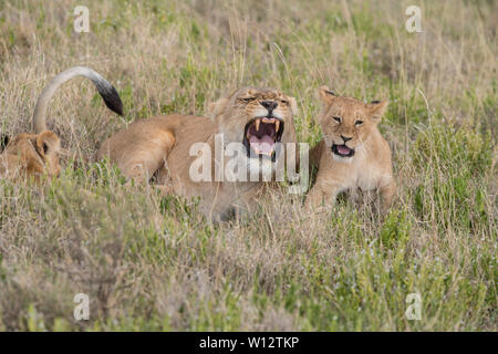 Lionne et cub snarling Banque D'Images