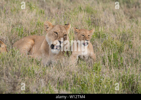 Lionne et cub snarling Banque D'Images