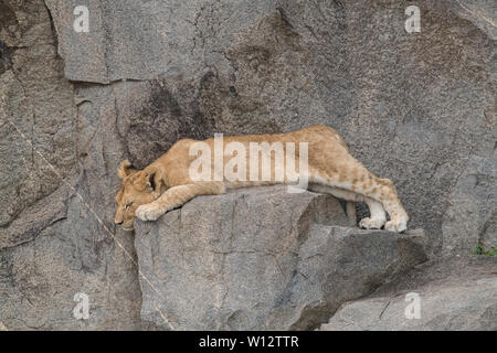 Des lionceaux sur kopje, Serengeti Banque D'Images