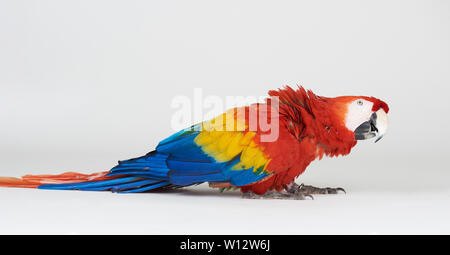 Funny red parrot colorés isolé sur fond blanc studio Banque D'Images
