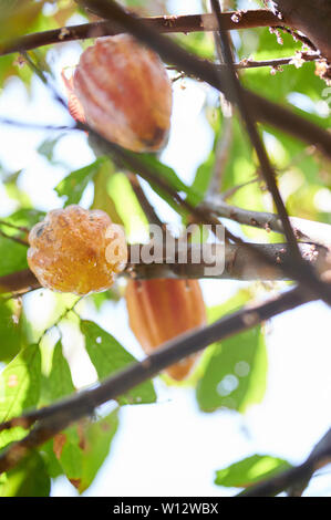 Les gousses de cacao jaune accroché sur arbre en journée ensoleillée Banque D'Images