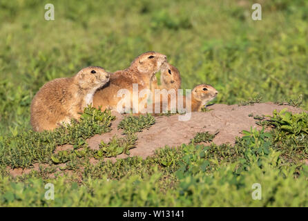Famille de toilettage de chiens de prairie l'un l'autre à Badlands National Park, au printemps. Banque D'Images