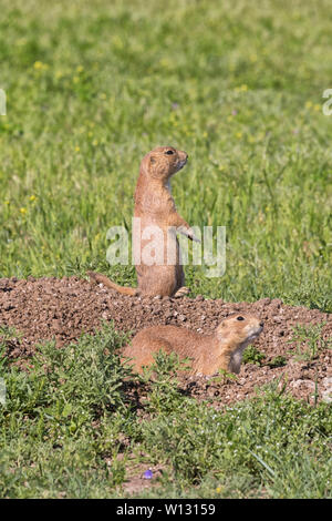 Alerté des chiens de prairie près de leurs trous Banque D'Images