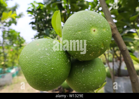 Fruits Pomelo Banque D'Images