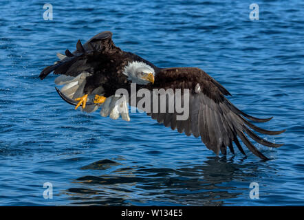 Le Pygargue à tête blanche va voler près de l'eau pour repérer les poissons. Puis, ils plonger et attraper le poisson avec leurs pieds. Ils ont mis sur un spectacle éblouissant. Banque D'Images