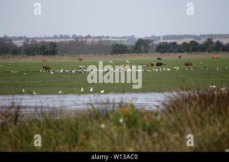 Samsun. 29 Juin, 2019. Photo prise le 29 juin 2019 présente le paysage des zones humides dans le Delta Kizilirmak à Samsun, Turquie. Le Kizilirmak Delta, qui tient son nom de la rivière Kizilirmak, est situé dans le district de Bafra le nord de la province de Samsun, où la rivière se jette dans la mer Noire. De plus, le delta est l'une des plus importantes zones humides de la Turquie et accueille de nombreux petits et grands lacs et diverses espèces animales. Credit : Qin Yanyang/Xinhua/Alamy Live News Banque D'Images