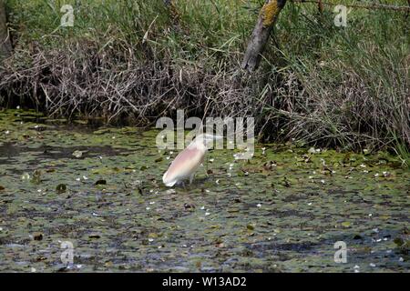 Samsun. 29 Juin, 2019. Photo prise le 29 juin 2019, montrent un oiseau en Delta Kizilirmak à Samsun, Turquie. Le Kizilirmak Delta, qui tient son nom de la rivière Kizilirmak, est situé dans le district de Bafra le nord de la province de Samsun, où la rivière se jette dans la mer Noire. De plus, le delta est l'une des plus importantes zones humides de la Turquie et accueille de nombreux petits et grands lacs et diverses espèces animales. Credit : Qin Yanyang/Xinhua/Alamy Live News Banque D'Images