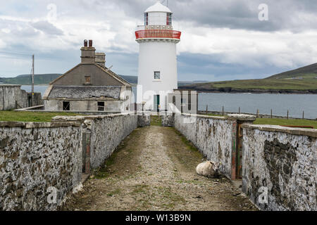 Ballyglass Phare sur la côte est du comté de Mayo, Irlande. Le dirigeant d'une brebis est posé sur la route Banque D'Images