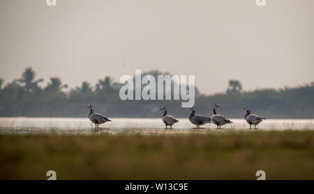 Groupe d'oies à tête de bar (Anser indicus) se tenir dans l'eau dans des terres humides Banque D'Images