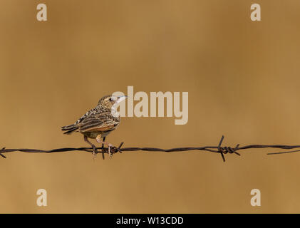 Larme de brousse indienne (Mirafra erythroptera) perchée sur une bordure rouillée, câblage barbelé à koongragulam, Tamil nadu Banque D'Images