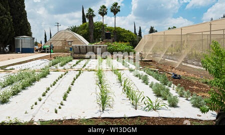 Un jardin d'herbe d'expérimentation dans le centre d'Israël montrant le paillis de plastique et l'irrigation au goutte-à-côté d'ombrières moderne Banque D'Images
