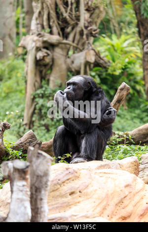 Mignon, naughty chimpanzé. Banque D'Images