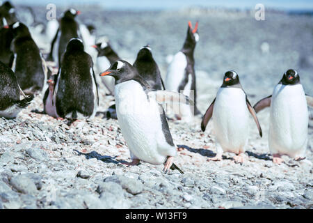 L'antarctique, Penguin, bébé pingouin, animal, affiche, oiseau, Antarctique, le pergélisol, la glace et la neige, le froid, la neige, la glace des montagnes Banque D'Images