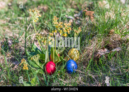 Primrose réel avec les oeufs de Pâques colorés dans le soleil du printemps dans le jardin, Allemagne Banque D'Images