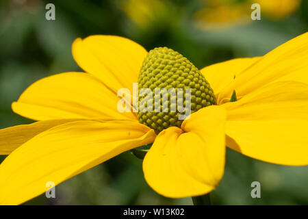 Coneflower Rudbeckia nitida (brillant), fleurs de l'été Banque D'Images