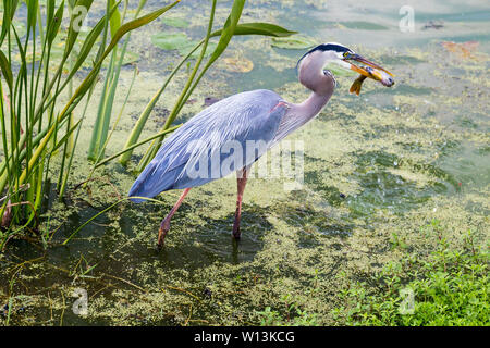 Un grand héron attrape un petit poisson dans son bec dans un bassin de rétention, Celebration, en Floride, aux États-Unis. Banque D'Images