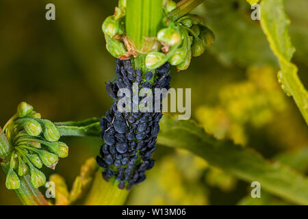 L'aphis noir sur plantes vivaces Banque D'Images