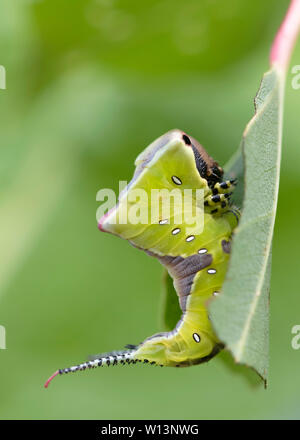 Jeune larve (caterpillar) de l'Puss Moth (Cerura vinula) sur un peuplier. Il adopte une posture menaçante lorsqu'il est dérangé Banque D'Images