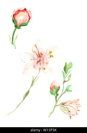 Illustration de l'aquarelle de fleurs fruits rose pêche avec des feuilles vertes sur une branche sur un cas isolé sur fond blanc Banque D'Images