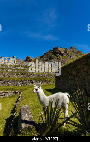 L'alpaga à Machu Picchu, Urubamba, région de Cuzco, Pérou, Amérique du Sud Banque D'Images