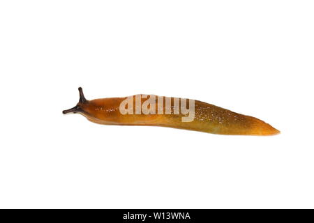 Le petit escargot Dusky Arion fuscus isolé sur fond blanc Banque D'Images