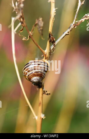 Bar d'escargot Cepaea hortensis assis sur une paille Banque D'Images