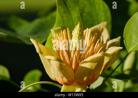 Fleur de tulipier de Virginie (Liriodendron tulipifera), Bavière, Allemagne Banque D'Images