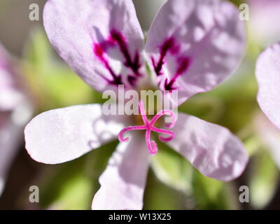 Gros plan sur la fleur rose d'un Pelargonium crispum le parfum de citron géranium Banque D'Images